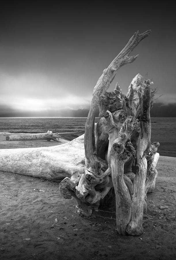 Black and White Photograph of Driftwood on the Beach Photograph by Randall Nyhof