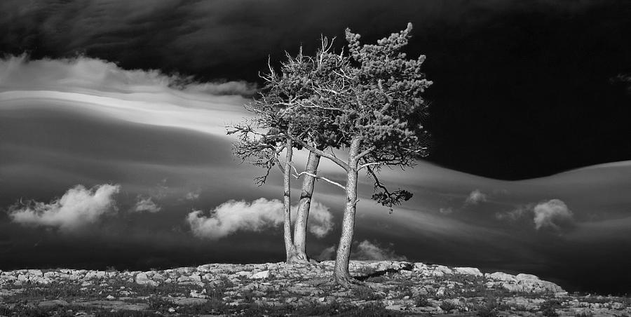 Black and White Photograph Trees on a rocky ridge at Glacier National Park Photograph by Randall Nyhof
