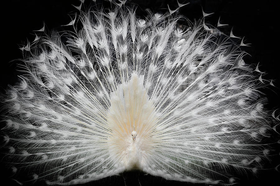 Peacock Photograph - Black And White, by Pino Liddi