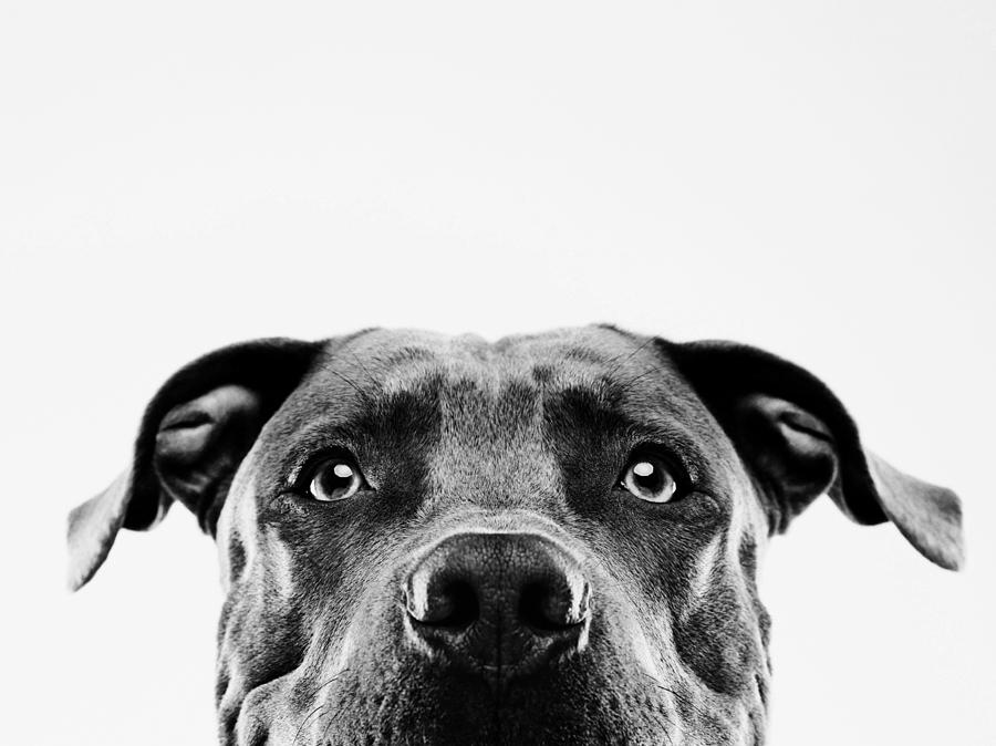 Black and white pit bull dog studio portrait Photograph by SensorSpot