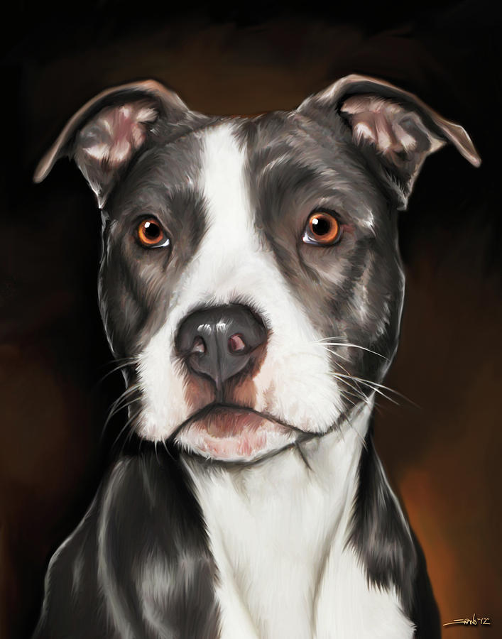 Pitbull Painting - Black and White Pit Bull Terrier by Michael Spano