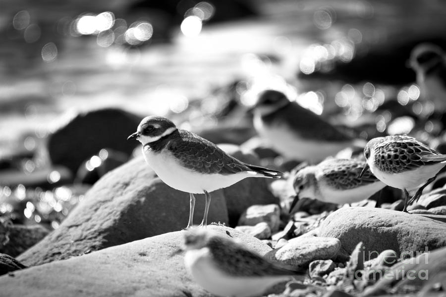 Black and White Plovers Photograph by Cheryl Baxter