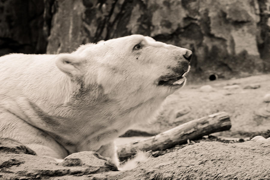 Black and White Polar Bear Photograph by Sara Frank