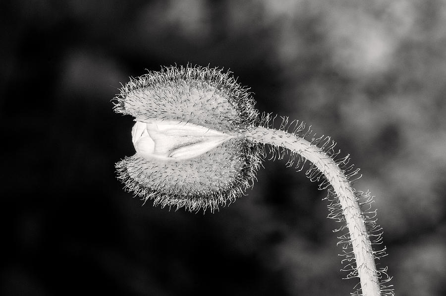Black and White Poppy Photograph by Don Johnson