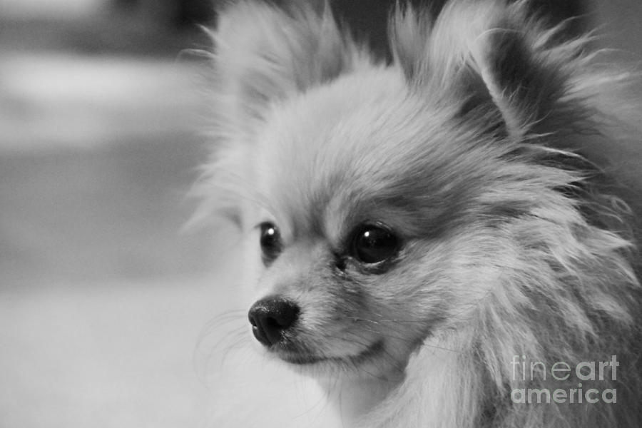 Black and white Portrait of Pixie the Pomeranian Photograph by Jennifer E Doll
