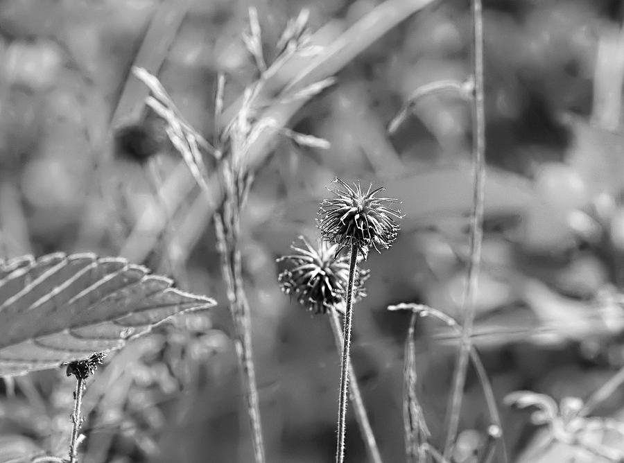 black and white presentation of June 27 2014 a plant beginning to # ...