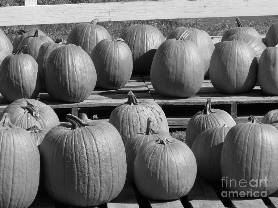 Black and White Pumpkins Photograph by Erick Schmidt