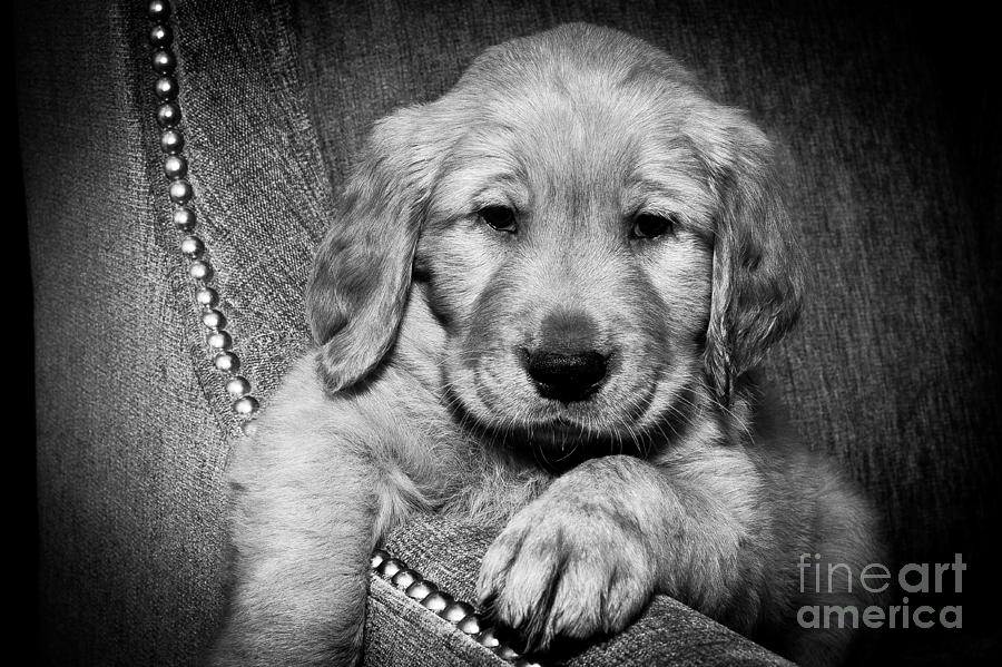 Black And White Puppy Photograph By Jason Feldman - Fine Art America