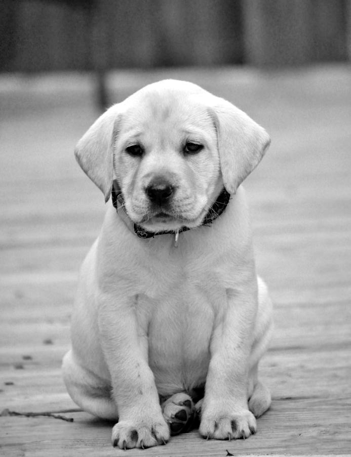 Black And White Puppy Photograph - Black and White Puppy by Kristina Deane
