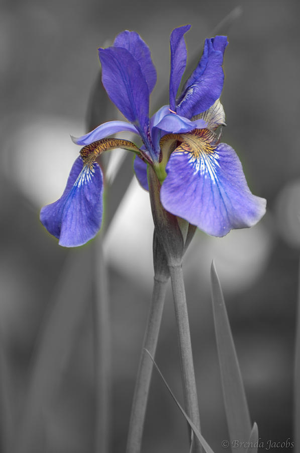 Black and White Purple Iris Photograph by Brenda Jacobs