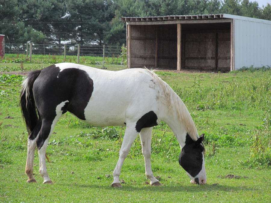 black quarter horse