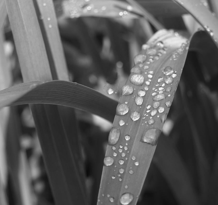 Black And White Rain Photograph by Barbara S Nickerson