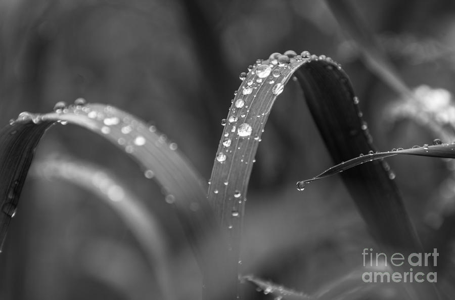 Black and White Rain Photograph by Cheryl Baxter