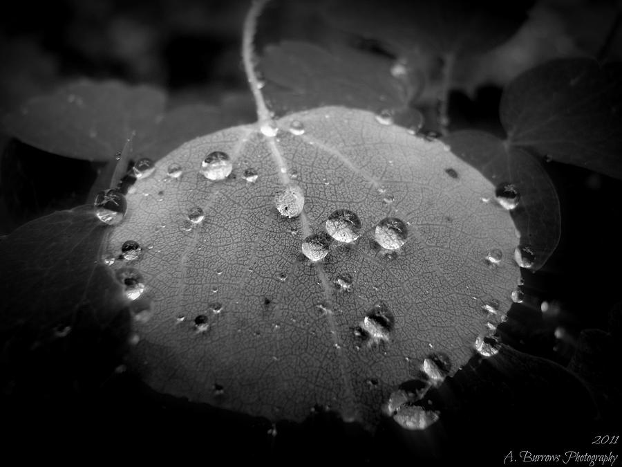 Black and White Rain Drops Photograph by Aaron Burrows