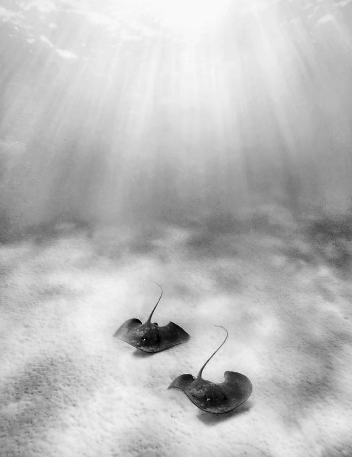 Black and White Rays Photograph by M Swiet Productions