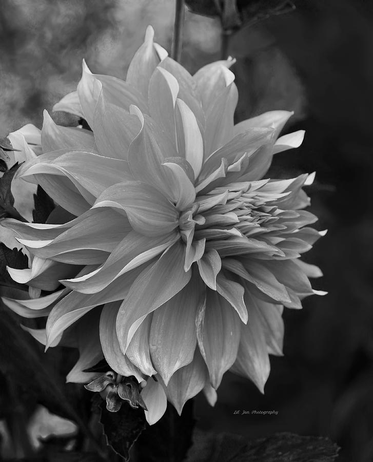 Black And White Romance Photograph by Jeanette C Landstrom - Fine Art ...