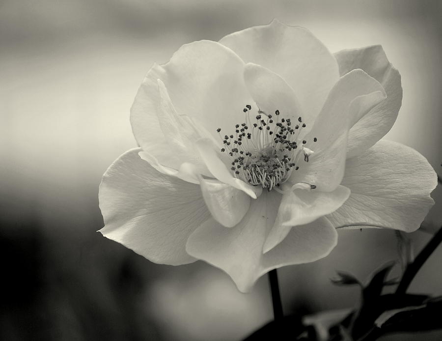 Black and White Rose Photograph by Amee Cave