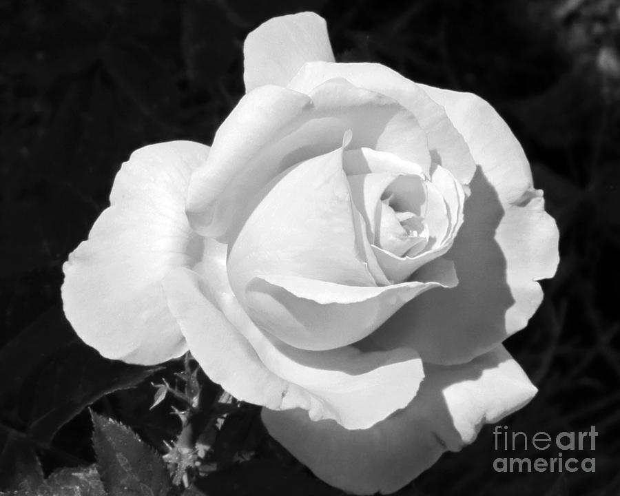 Black and White Rose Photograph by Chris Anderson