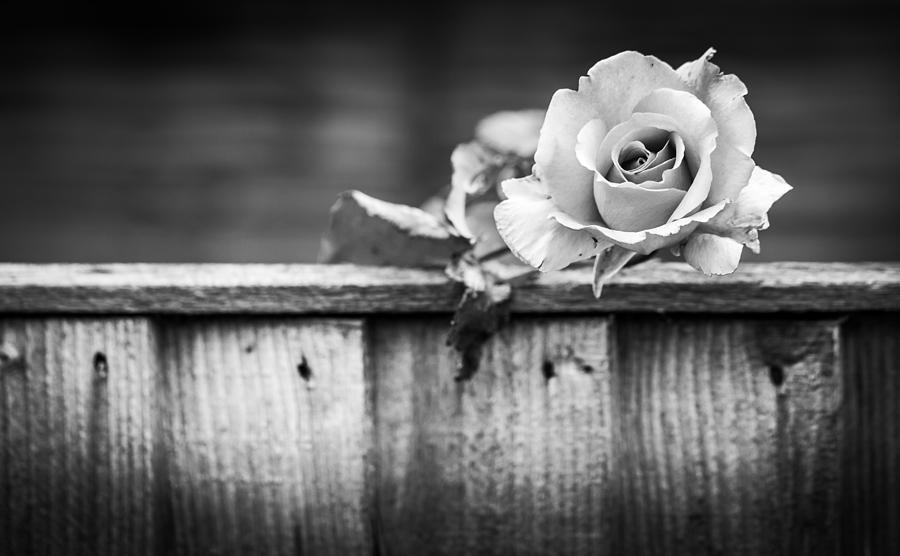 Black And White Rose Photograph by Gary Gillette