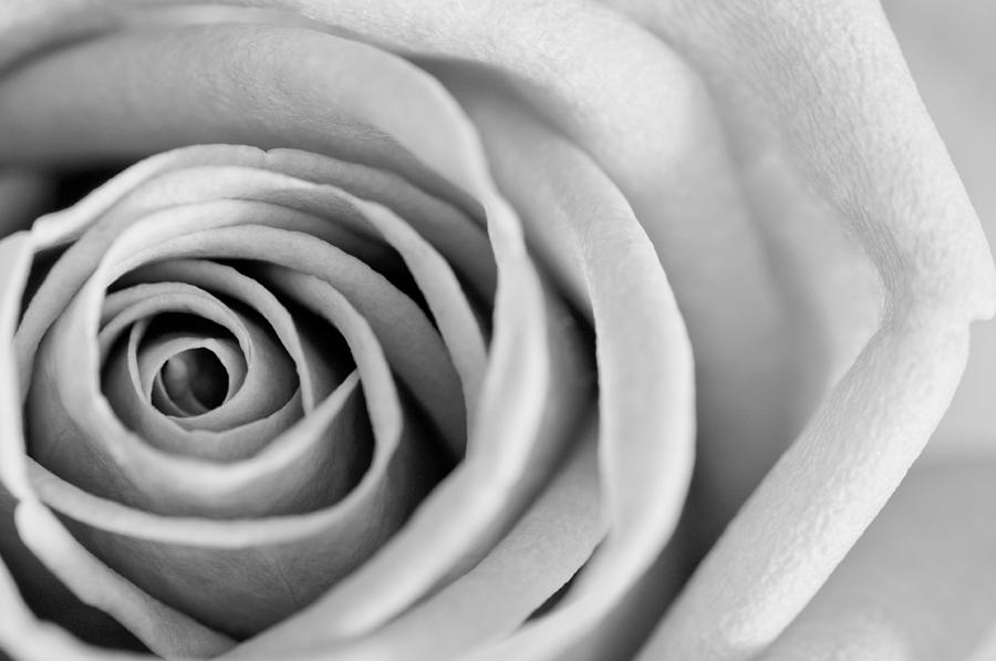 black-and-white-rose-in-bloom-photograph-by-heather-wise