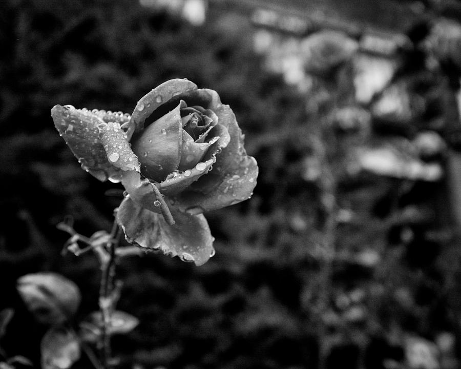 Valentines Day Photograph - Black and White Rose in Roncesvalles by Tanya Harrison