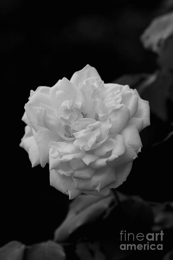 Black and White Rose Photograph by Reid Callaway