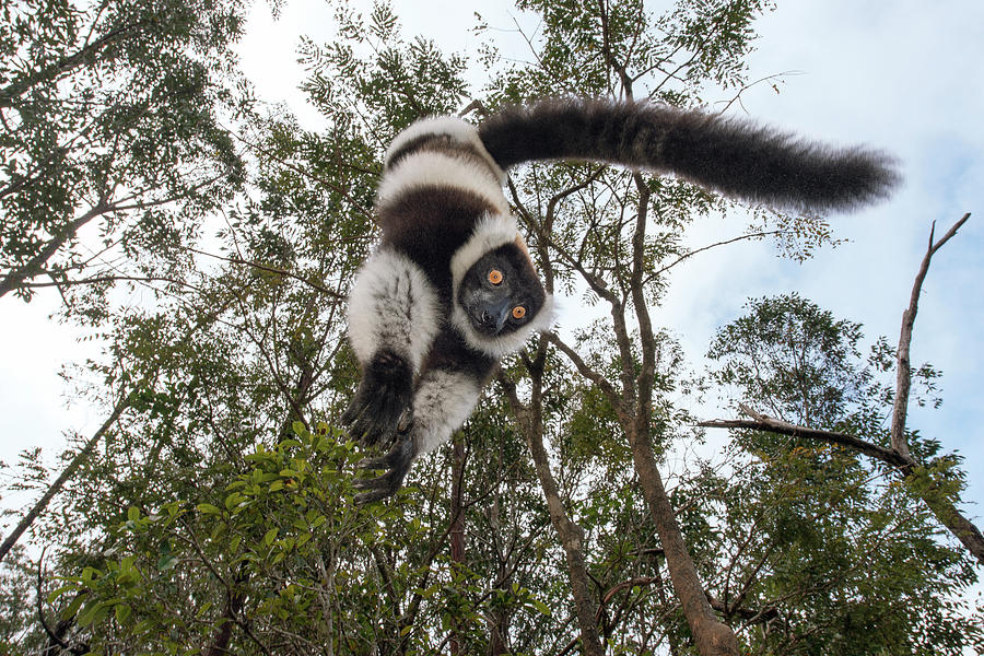Black-and-white Ruffed Lemur Photograph by Dr P. Marazzi