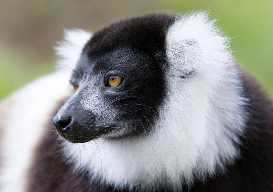 Black And White Ruffed Lemur by John Devries/science Photo Library