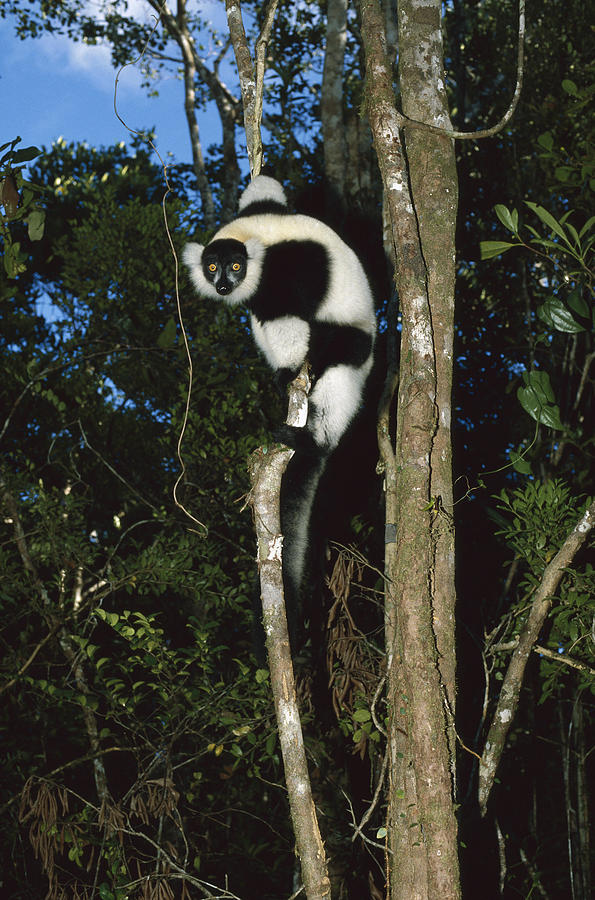 Black And White Ruffed Lemur Madagascar Photograph by Konrad Wothe