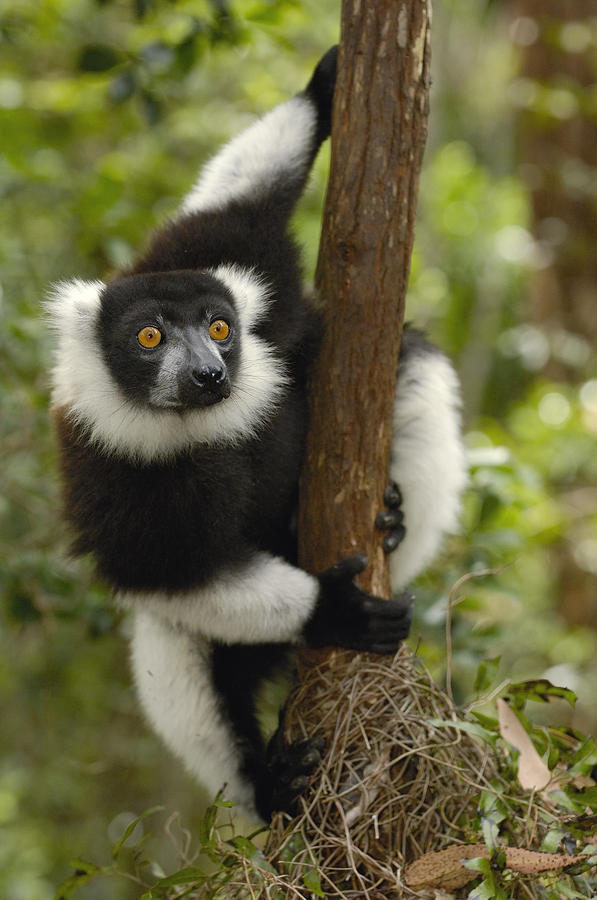 Black And White Ruffed Lemur Madagascar Photograph by Pete Oxford