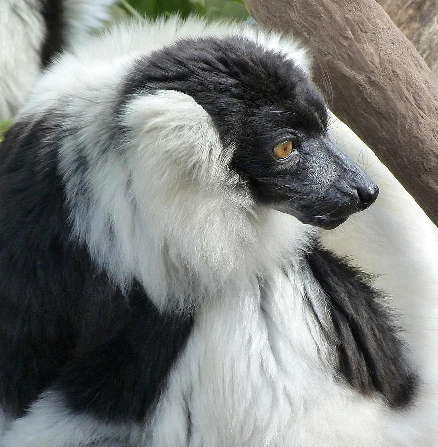 Black And White Ruffed Lemur Photograph by Margaret Saheed