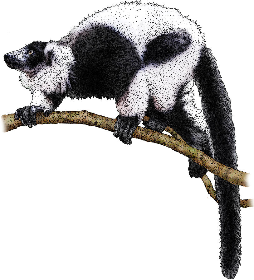 Black-and-white Ruffed Lemur Photograph by Roger Hall