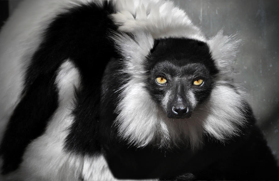 Black-and-white Ruffed Lemur Photograph by Savannah Gibbs