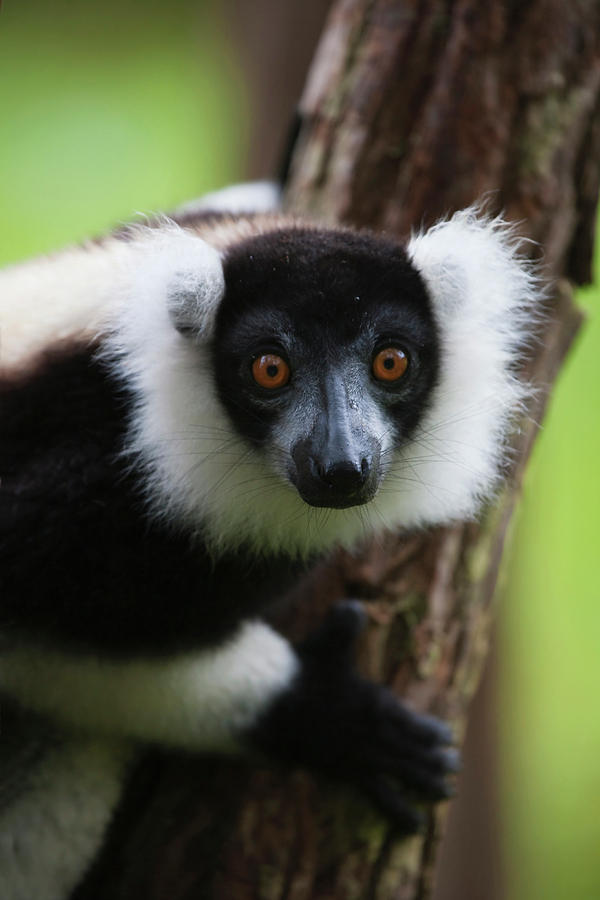 Black And White Ruffed Lemur (varecia Photograph by Keren Su