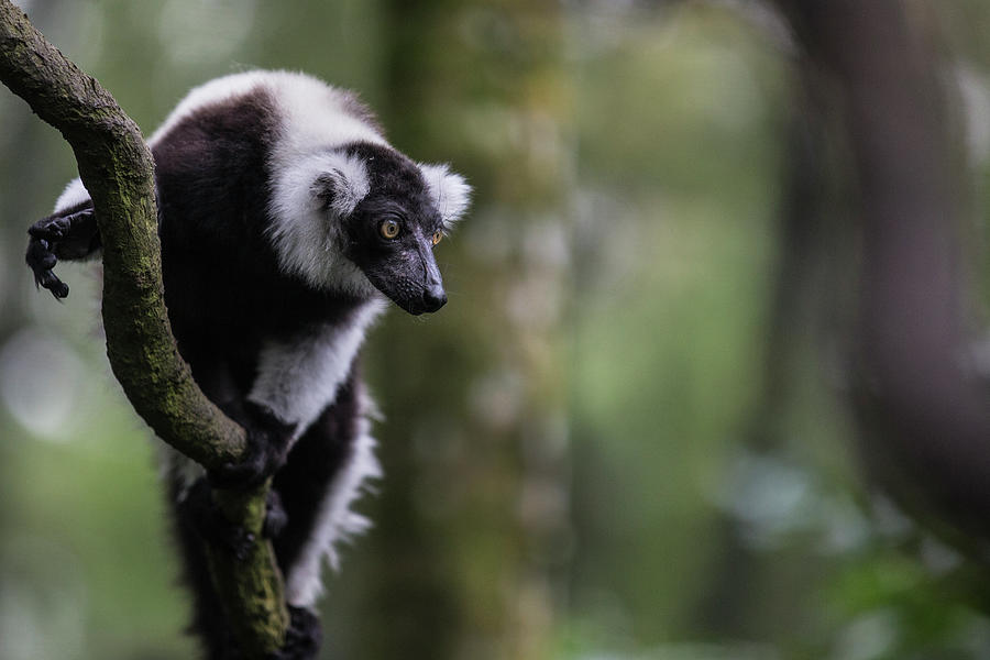 Black-and-white Ruffed Lemur Varecia Photograph by Manoj Shah