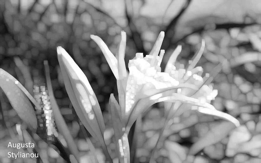 Black and White Sea Flowers Photograph by Augusta Stylianou
