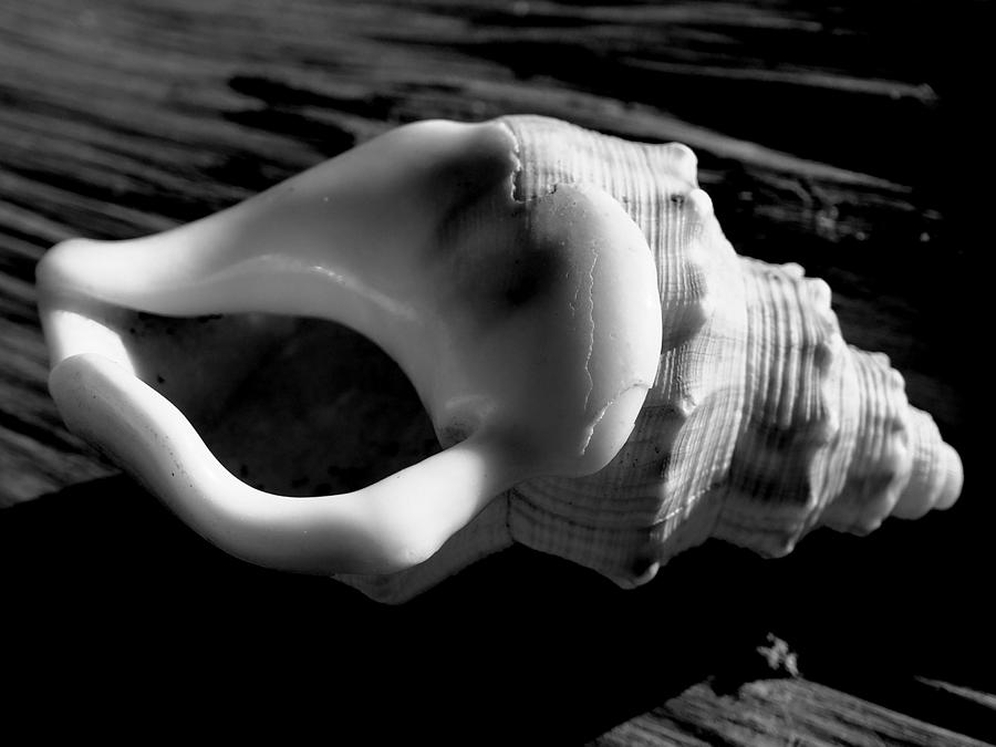 Black and white shell Photograph by Guy Pettingell