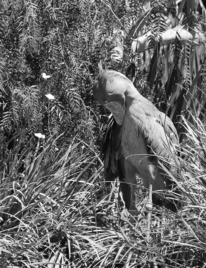 Black And White Shoebill Photograph by Renee Sinatra - Pixels