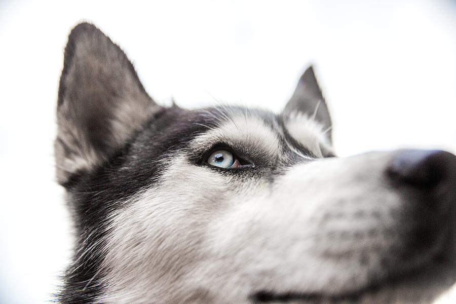 Black and white Siberian Husky dog face Photograph by M. Miles