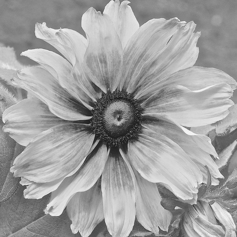 Black and White Simply Summer Photograph by Christine Belt
