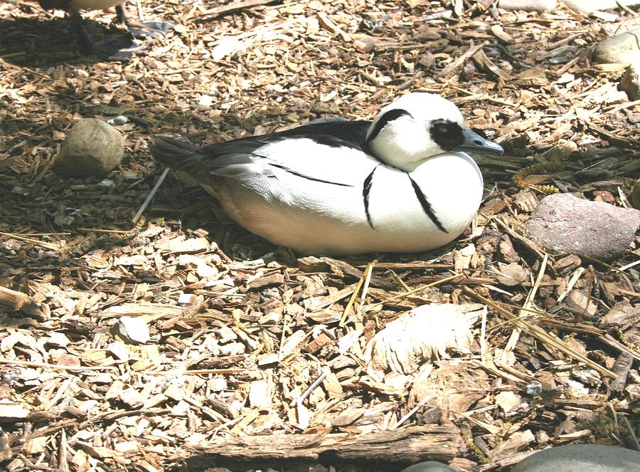 Black and White Smew Photograph by Stacy C Bottoms
