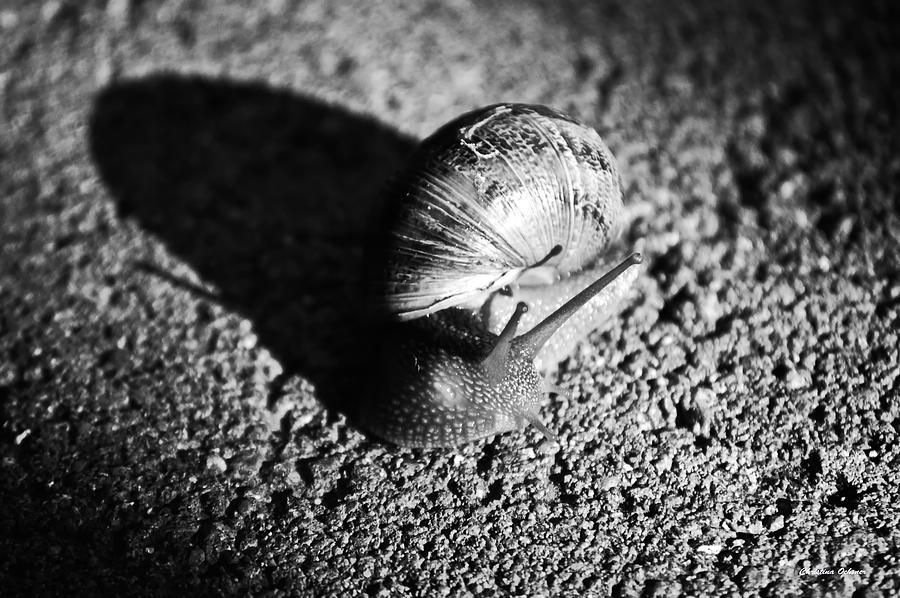 Black and White Snail Photograph by Christina Ochsner