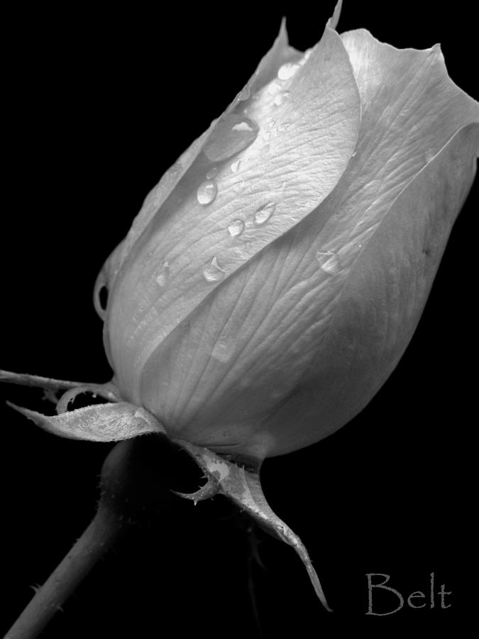 Black and White Snickerhaus Rose Photograph by Christine Belt