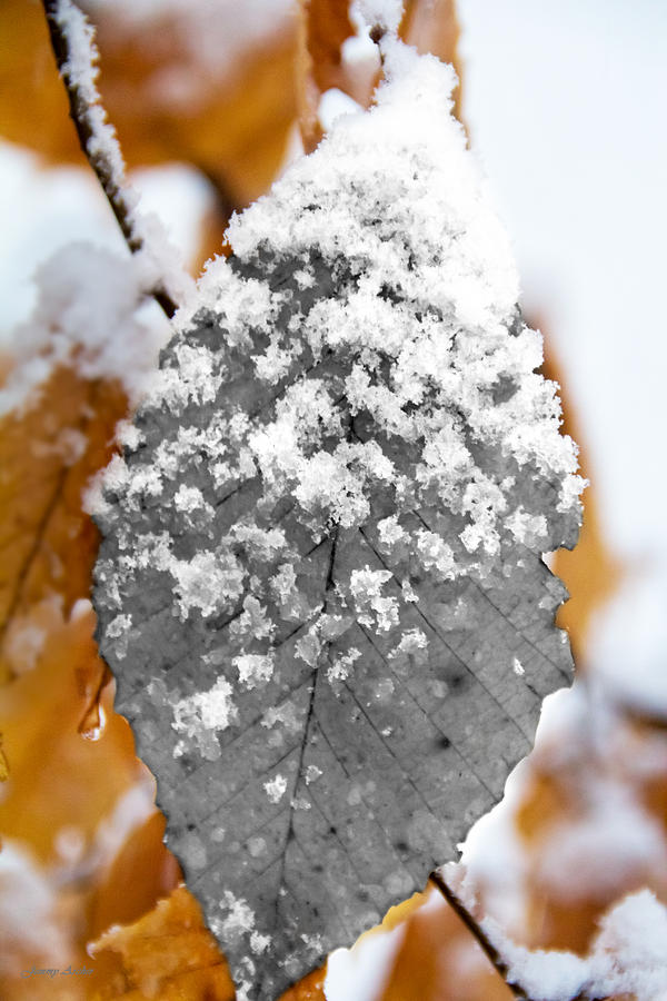 Black and White Snow Leaf Photograph by Jemmy Archer