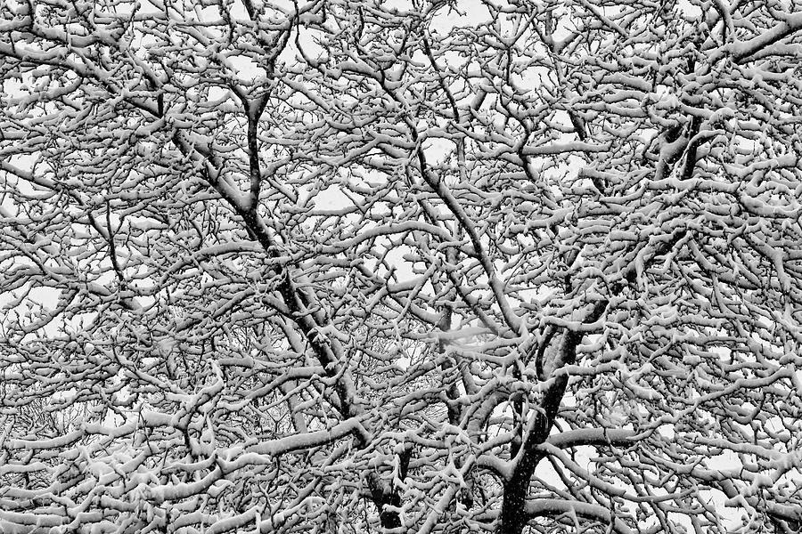 Black and White Snowy Tree Abstract Photograph by James BO Insogna