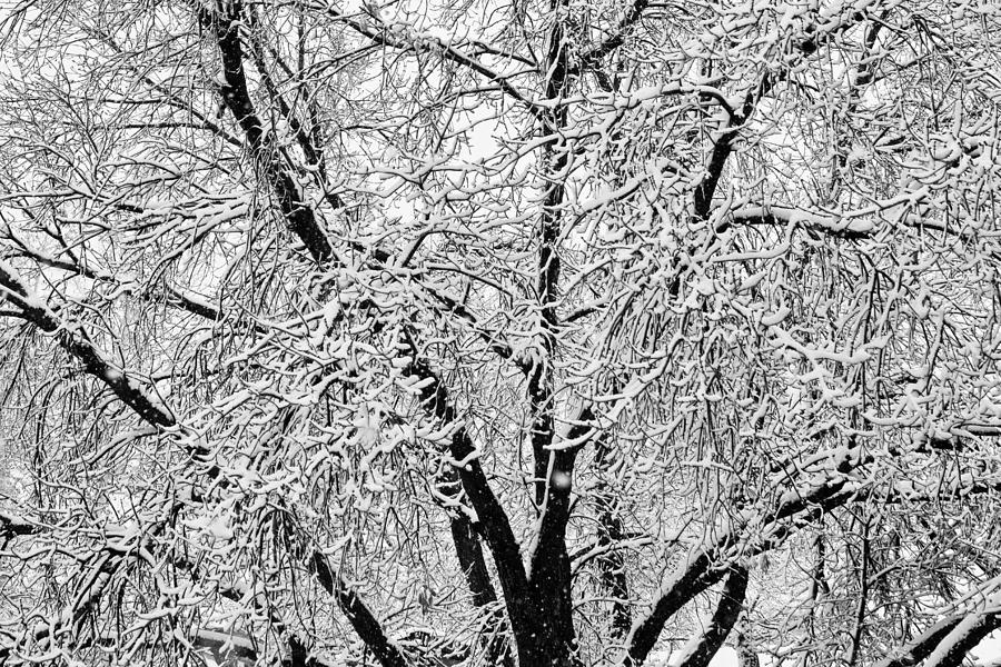 Winter Tree with Snowy Branches  Winter trees, Picture tree, Snowy trees