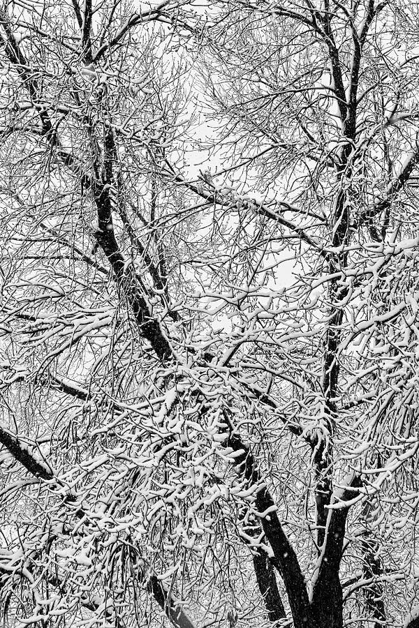 Black and White Snowy Tree Branches Abstract Four Photograph by James BO Insogna