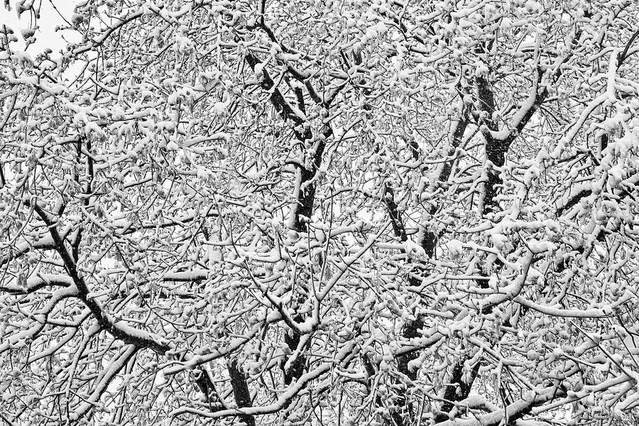 Black and White Snowy Tree Branches Abstract Six Photograph by James BO Insogna