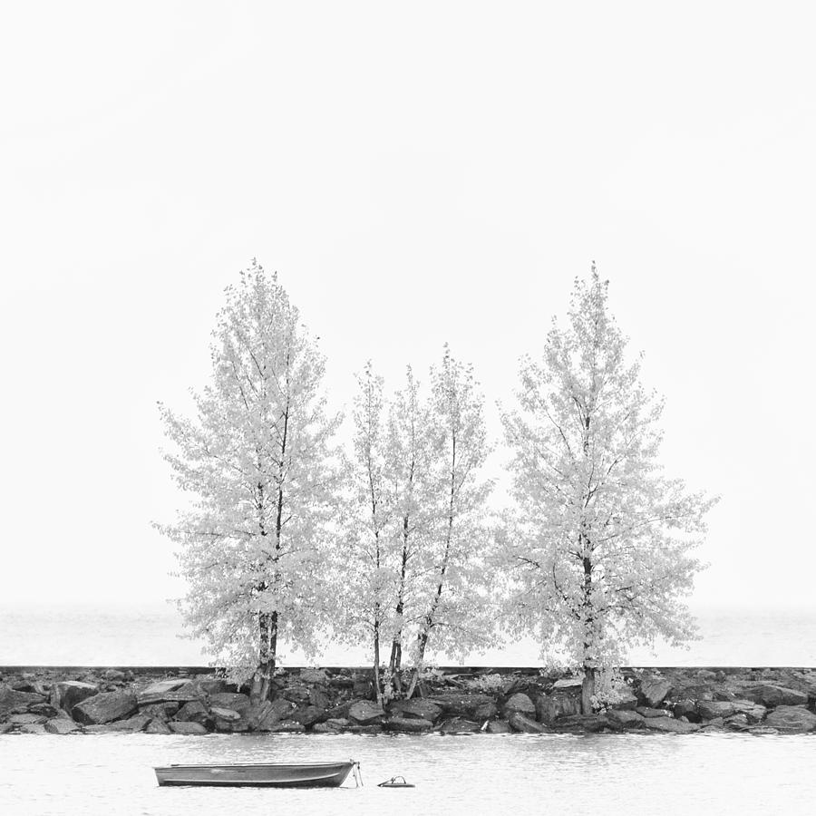 Black and White Square Tree  Photograph by U Schade