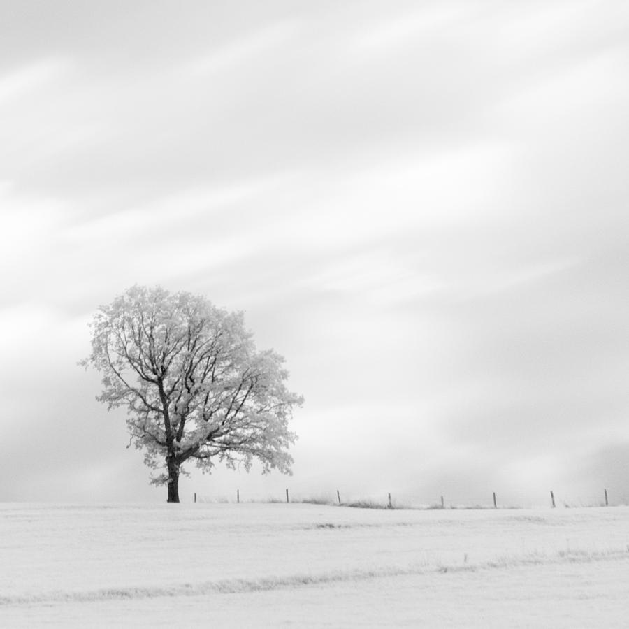 Black and White Square Tree  #1 Photograph by U Schade